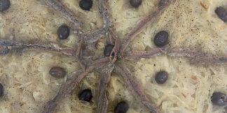 Pissaladière